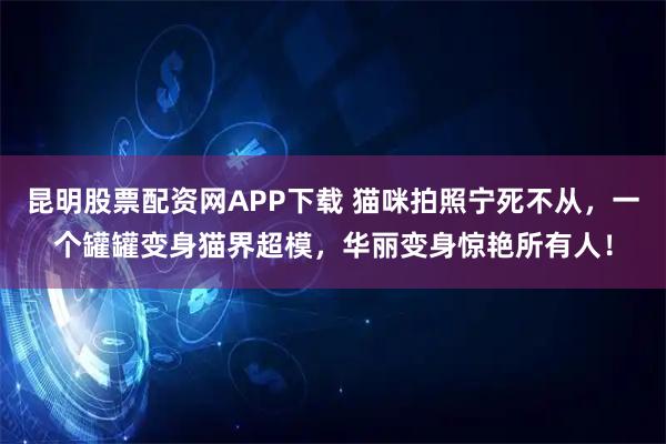 昆明股票配资网APP下载 猫咪拍照宁死不从，一个罐罐变身猫界超模，华丽变身惊艳所有人！